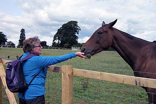 5. Horse accepts the grass from Julie.JPG -                                